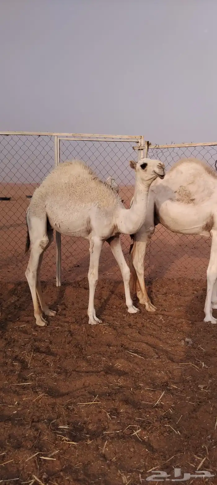 حشو لبانيه فاخرة بريه 1
