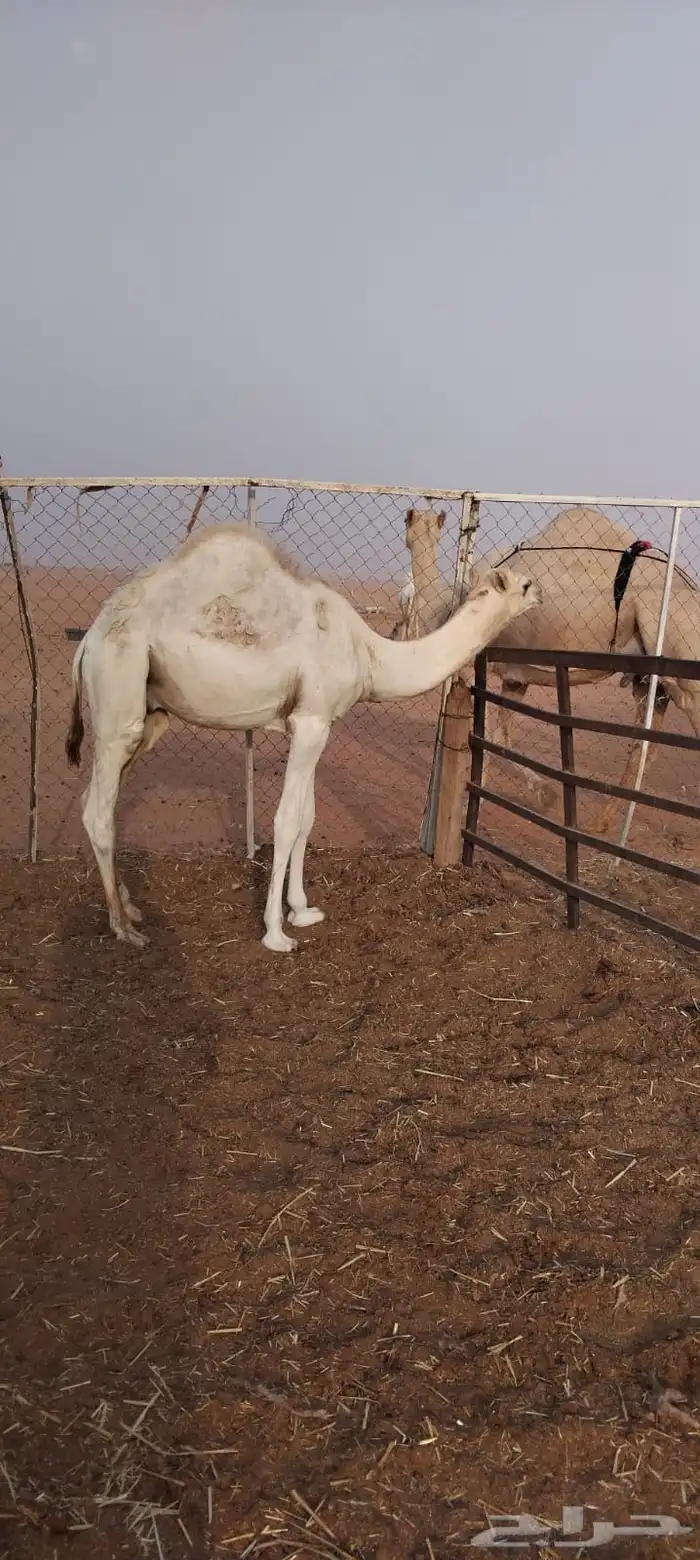 حشو لبانيه فاخرة بريه 2