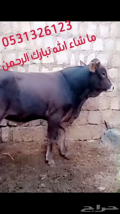 ثور للبيع 0