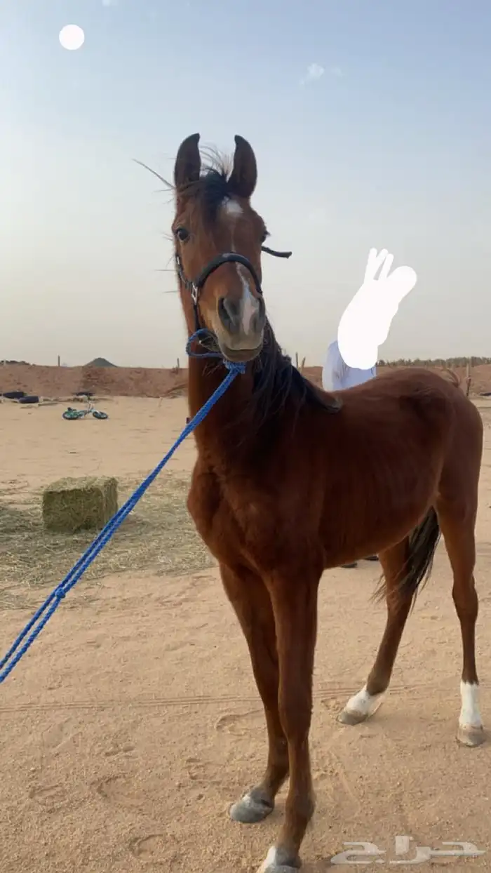 مهر واهو كفو 0