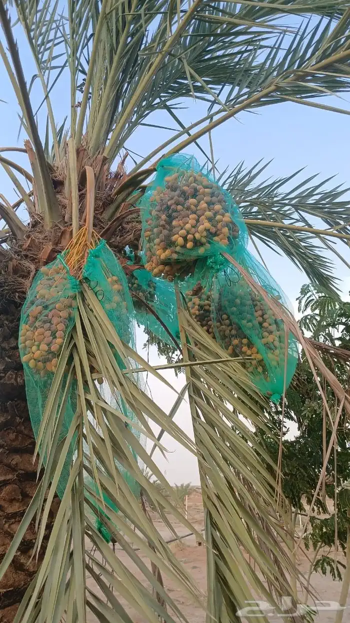حرمه طريق حفر الباطن 0