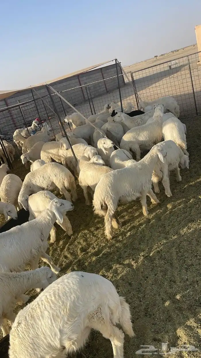طليان 37 راس 3