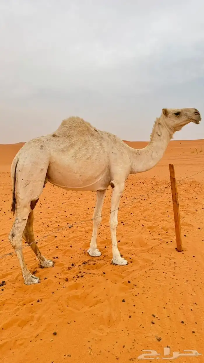ناقه حايل كفو طيبه صغيرت سن 0