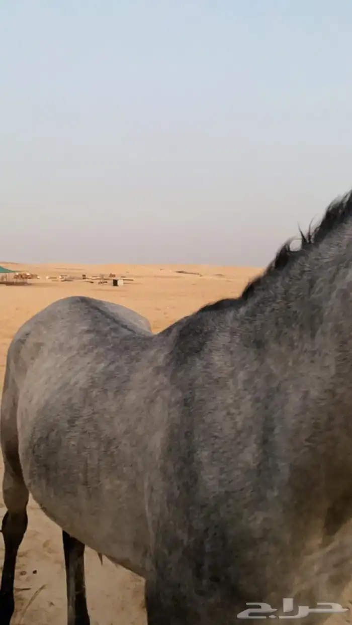 خيل 7