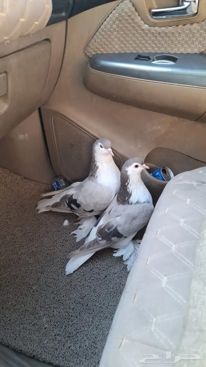 للبيع زوج شيرازي لون مميز 0