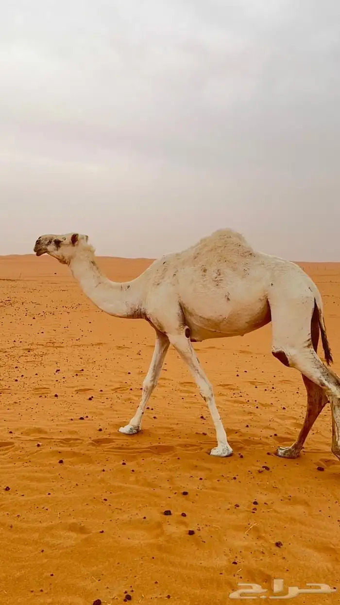 ناقه حايل كفو طيبه صغيرت سن 1