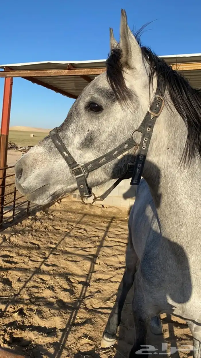 خيل 6