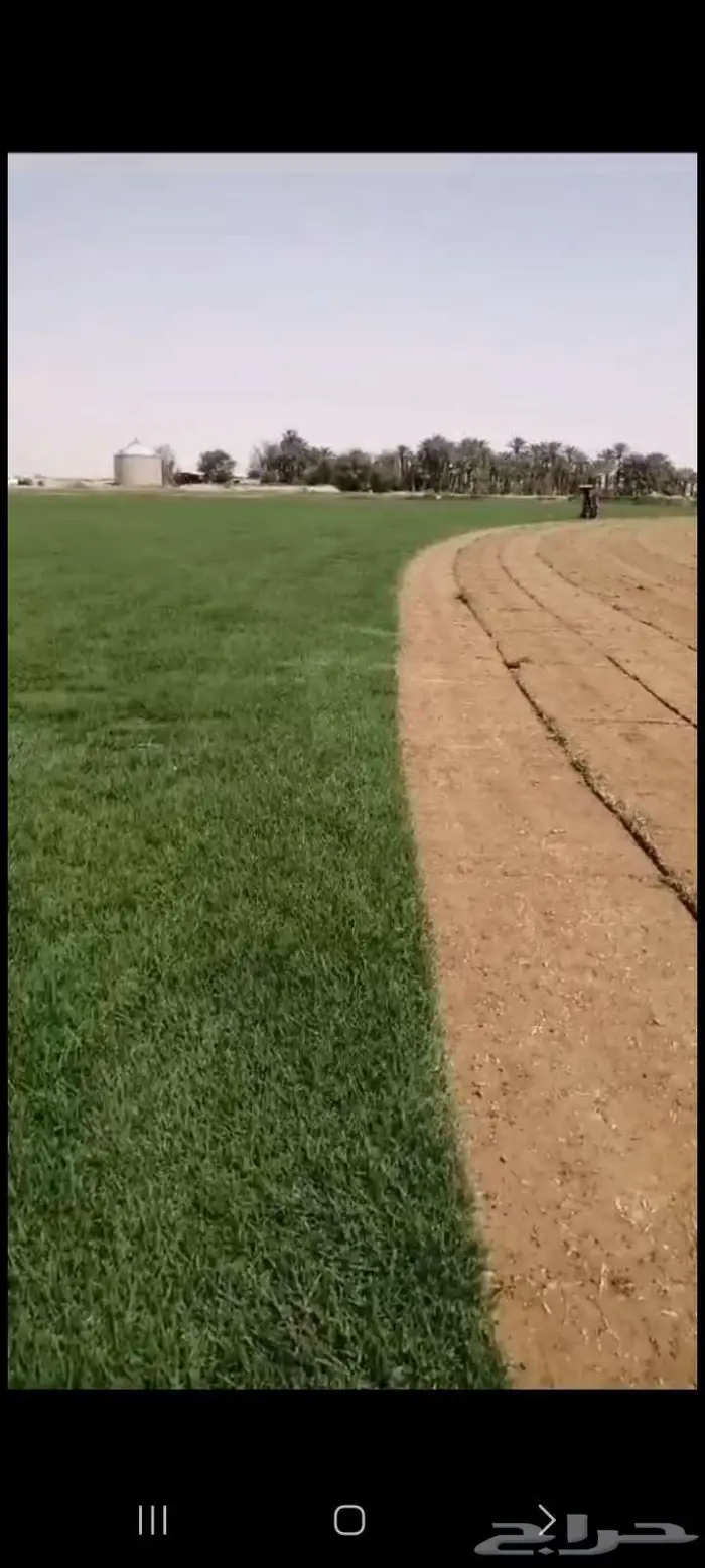 ثيل طبيعي سي 2000 درجه اولي ممتاز وخالي من الخلط 2