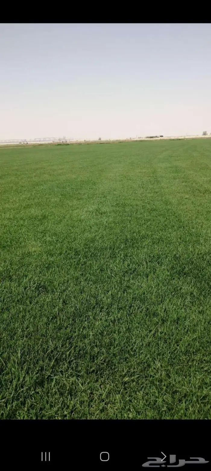 ثيل طبيعي سي 2000 درجه اولي ممتاز وخالي من الخلط 1