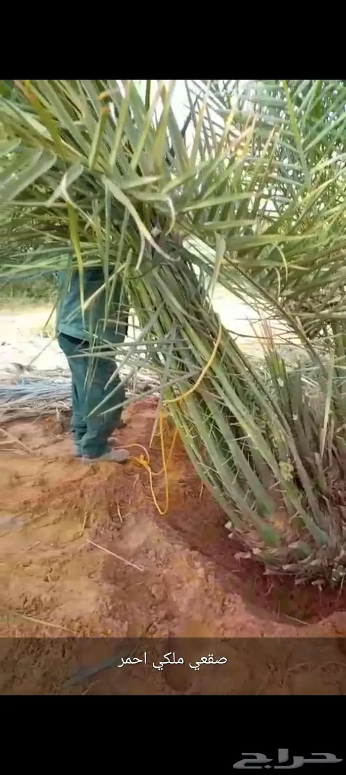 نخل للبيع خلاص مثمره وسكري وبرحي وواشنطن ونوايع أخرى 0