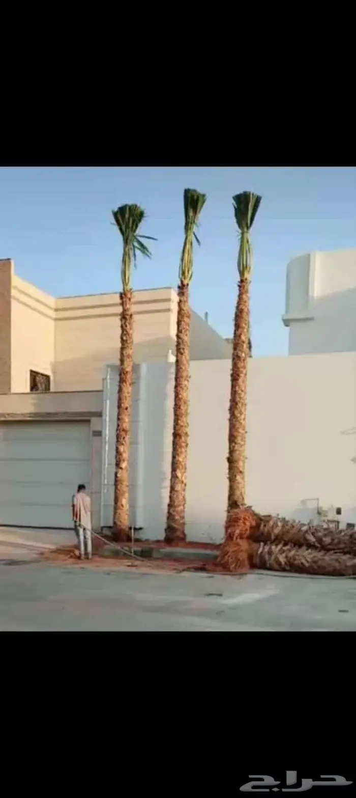 نخل للبيع خلاص مثمره وسكري وبرحي وواشنطن ونوايع أخرى 9