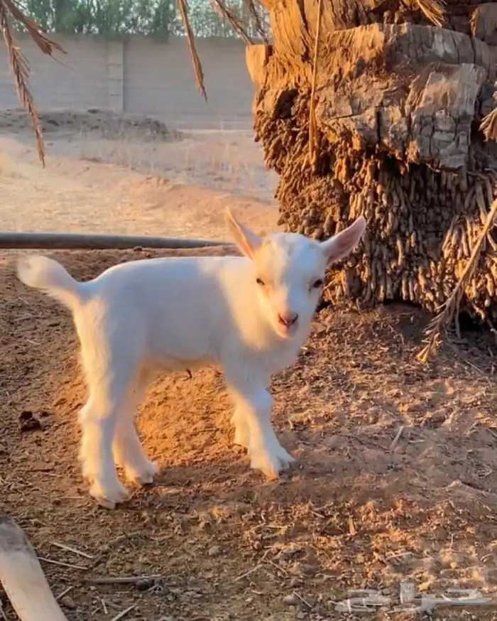 للبيع تيس قزم عمر 3 اسابيع 2