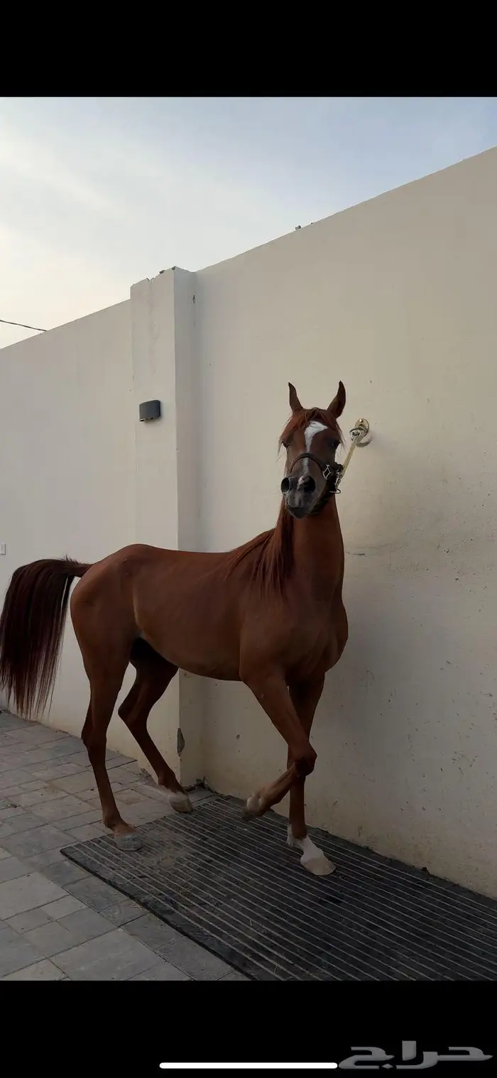 مهرة واهو عربية أصيلة بأوراقها - جمال 0