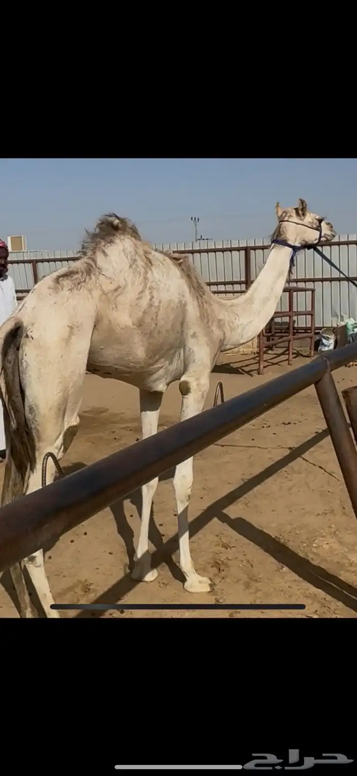 للبيع بكره سلاله وشكل 0