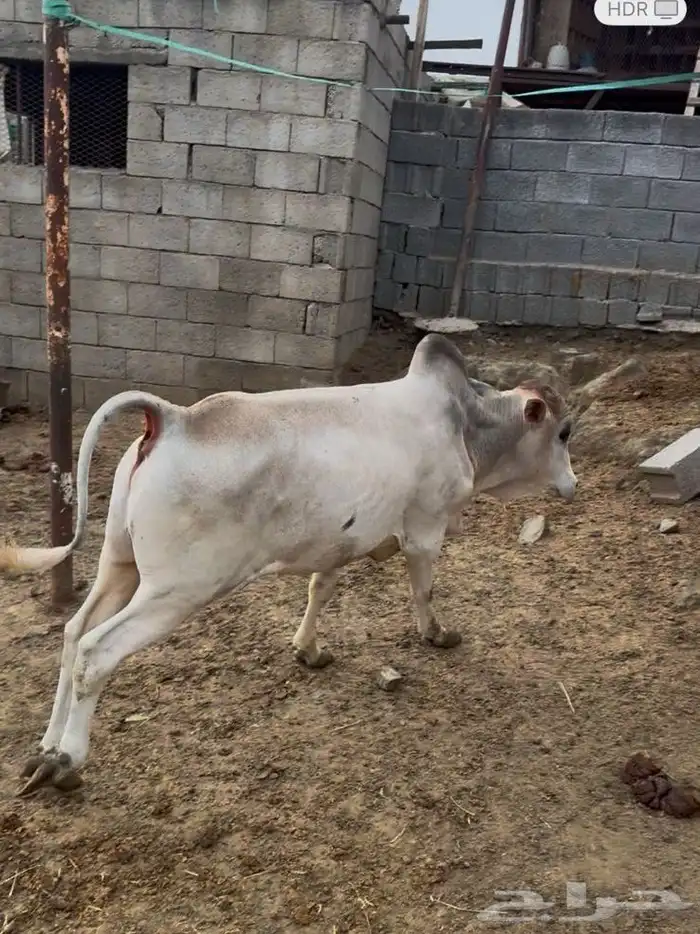 الطايف وادي ليه 0