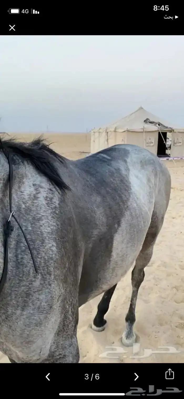 خيل 8
