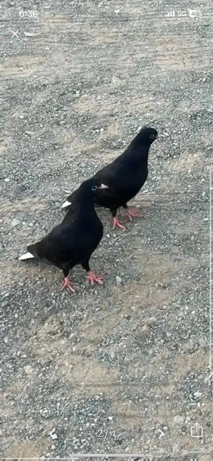 حمام قطيفي للبيع الموقع املج 1