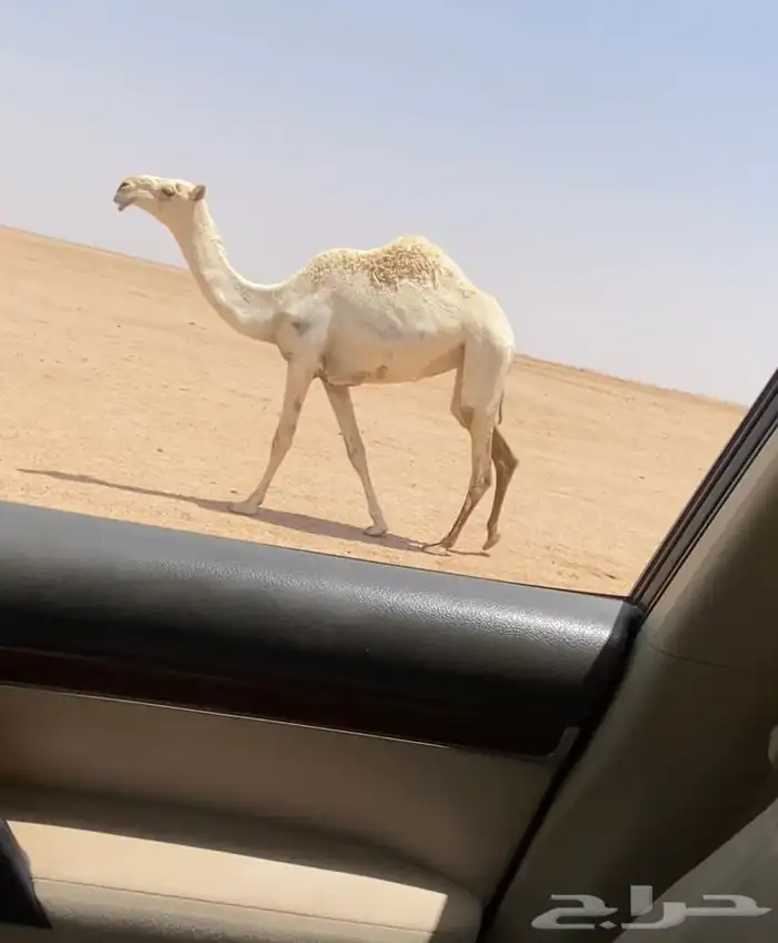 بكره رمانيه 0