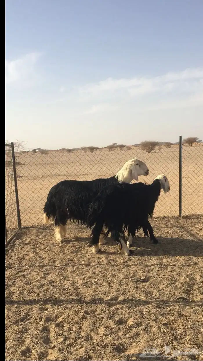 فحل نجدي فاخر ( تم البيع ) 4