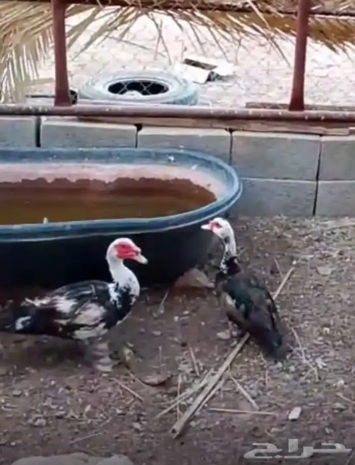 بط مصري للبيع 0