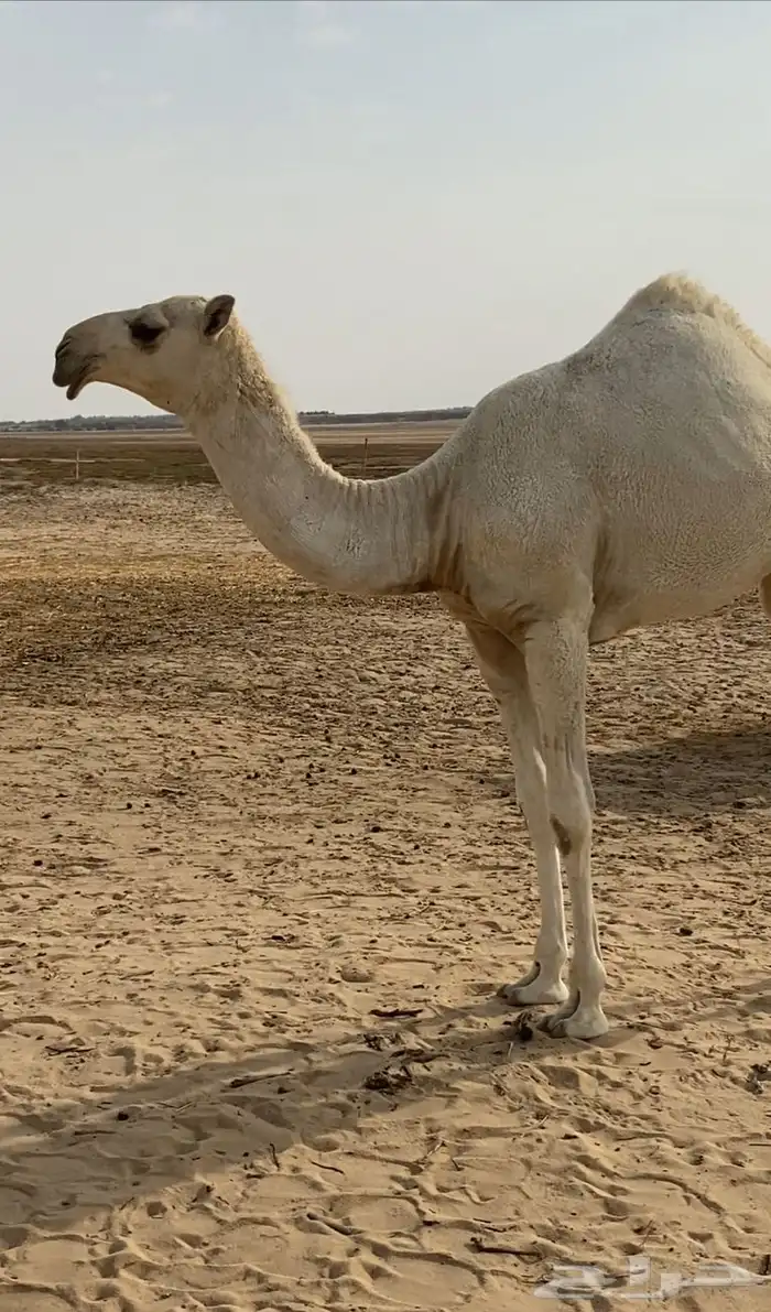 عشرا بكر تحتها بكره ككفو وطيبه 9