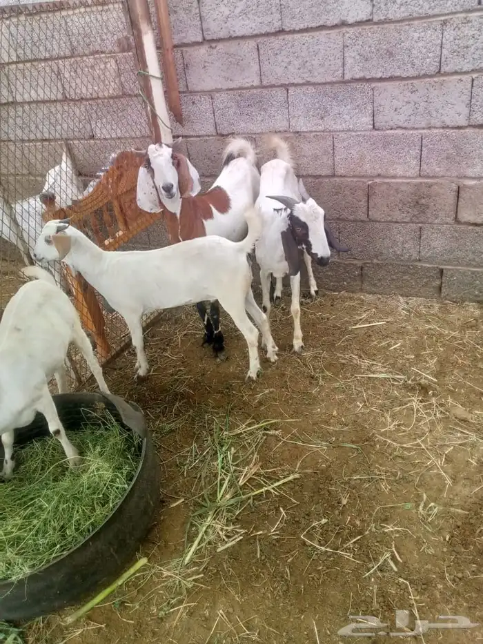 ماعز للبيع 2 تتبعها 2 السن مطلعه الرباع 0