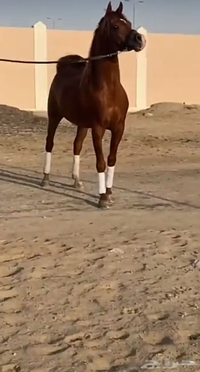 مهر واهو كفو 2