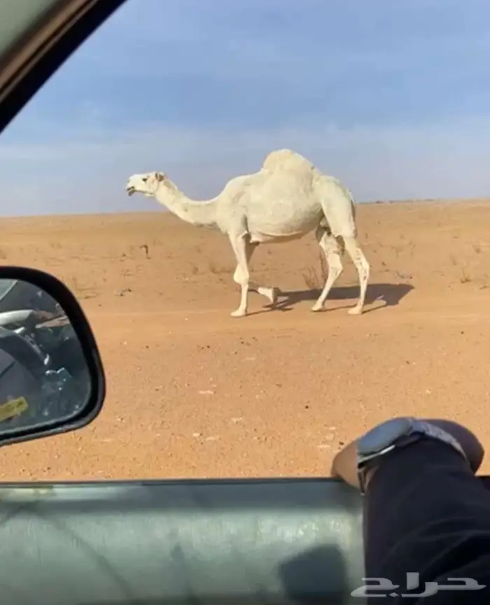 ناقه لبيع 1