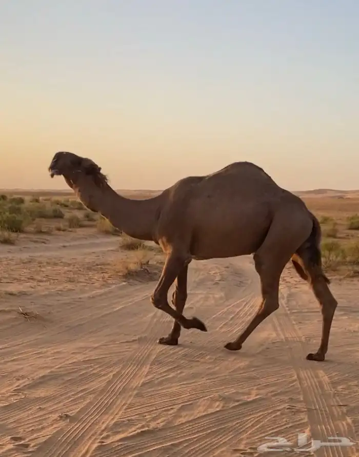 قعود على سلمان الصفر 0