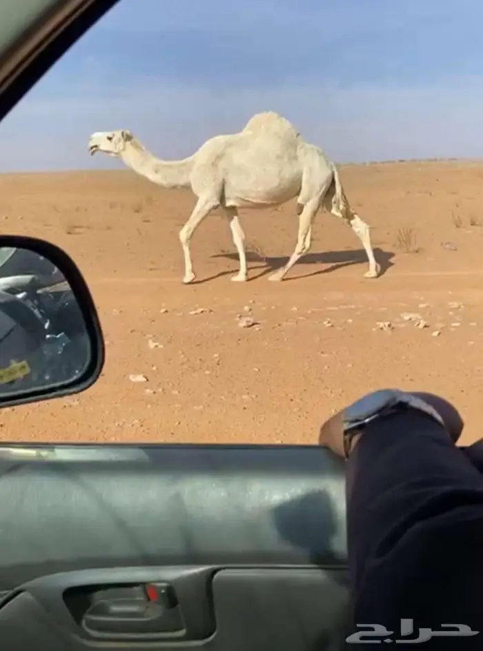 ناقه لبيع 0