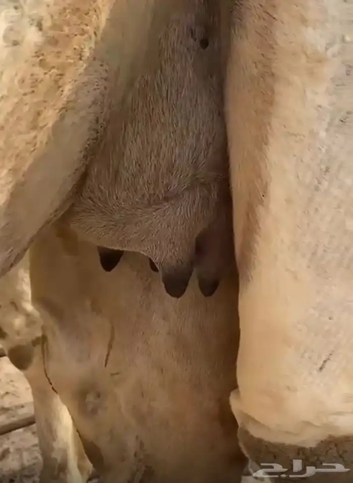 عشرا بكر تحتها بكره ككفو وطيبه 7