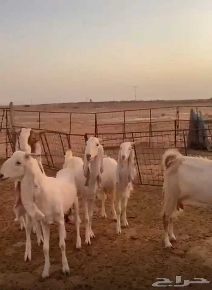 للبيع 4 معزا مشاريك وفحلها 1
