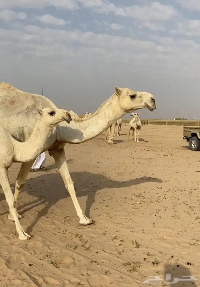 عشرا بكر تحتها بكره ككفو وطيبه 2