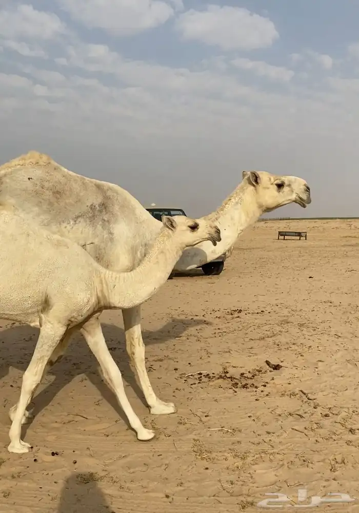 عشرا بكر تحتها بكره ككفو وطيبه 1