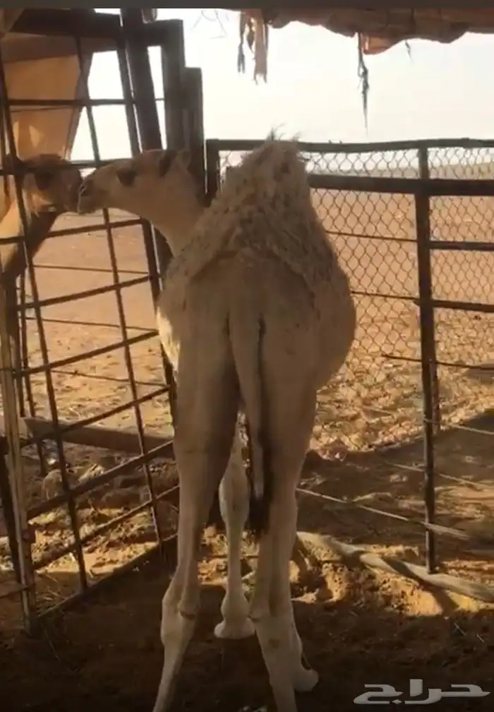 حاشي لباني شحم 1