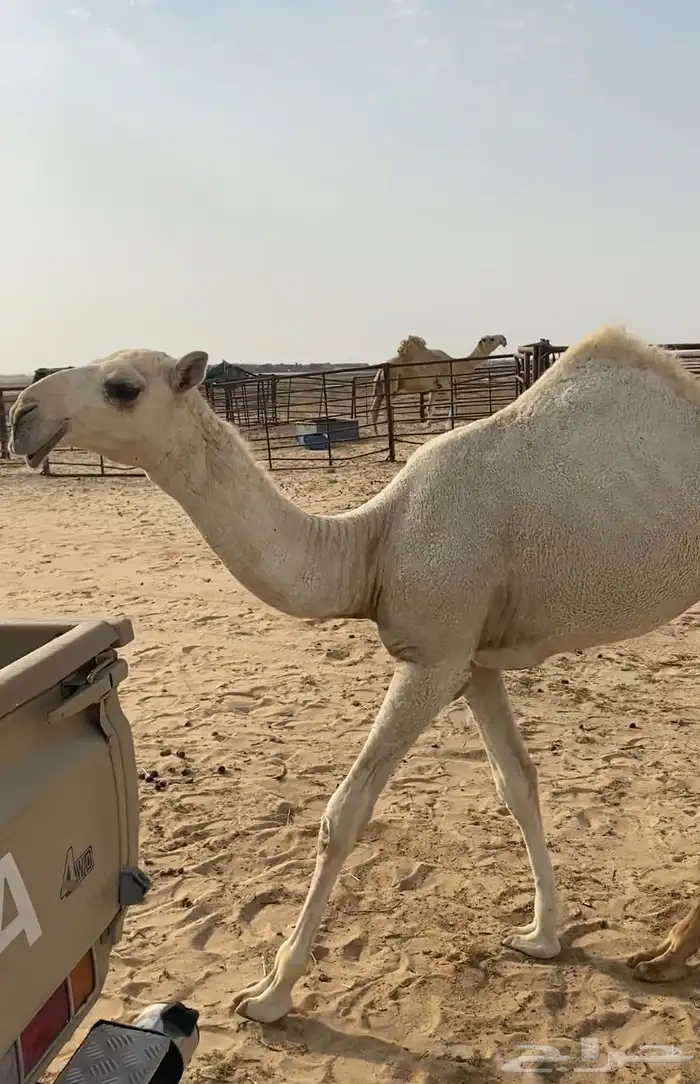 عشرا بكر تحتها بكره ككفو وطيبه 5