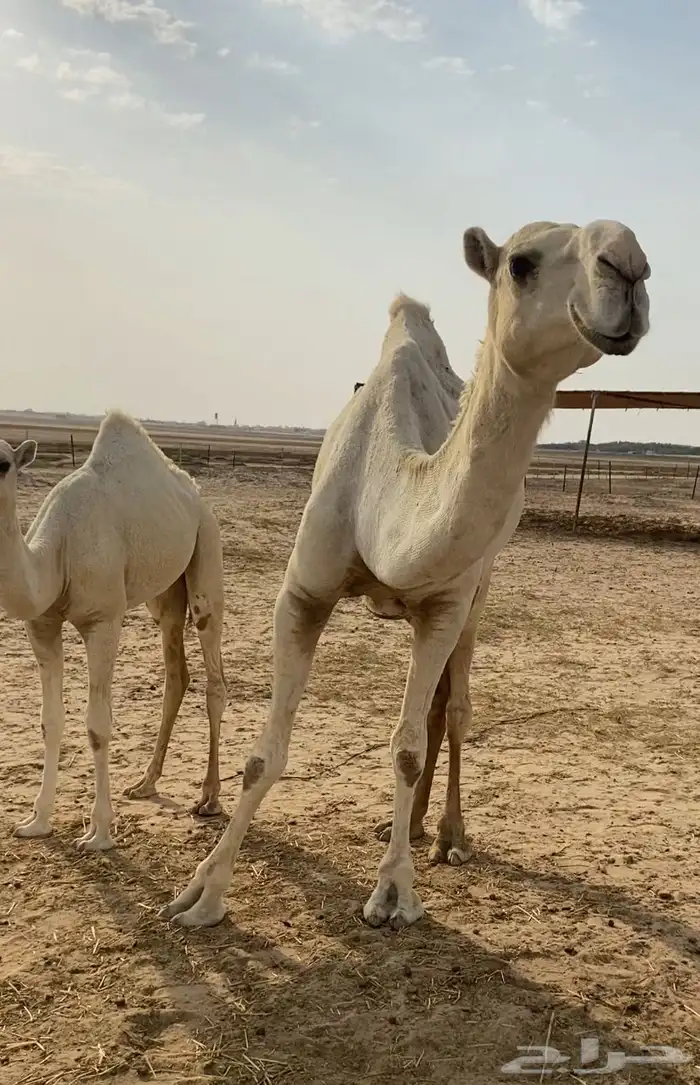 عشرا بكر تحتها بكره ككفو وطيبه 6