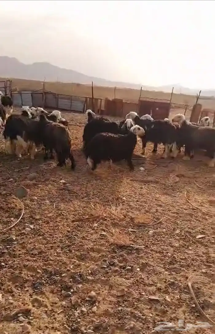 للبيع 1