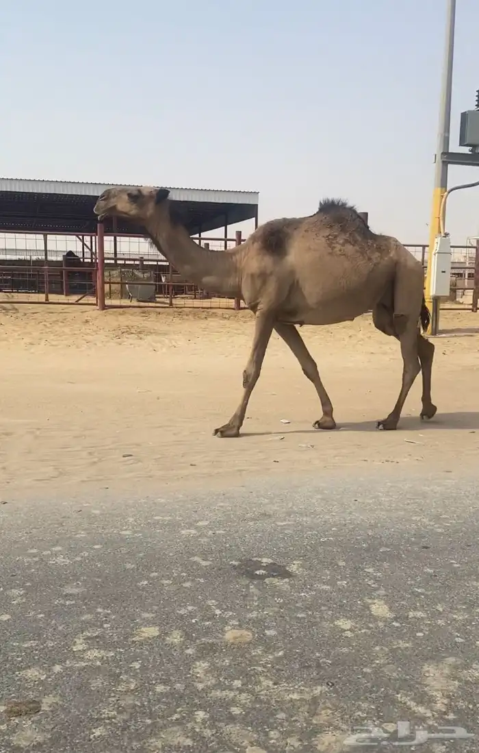 لقحه وبكره 3