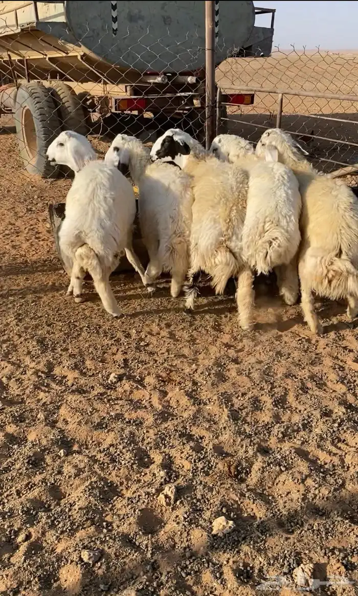 خرفان نعيم ومشروكات الموقع لينه 3