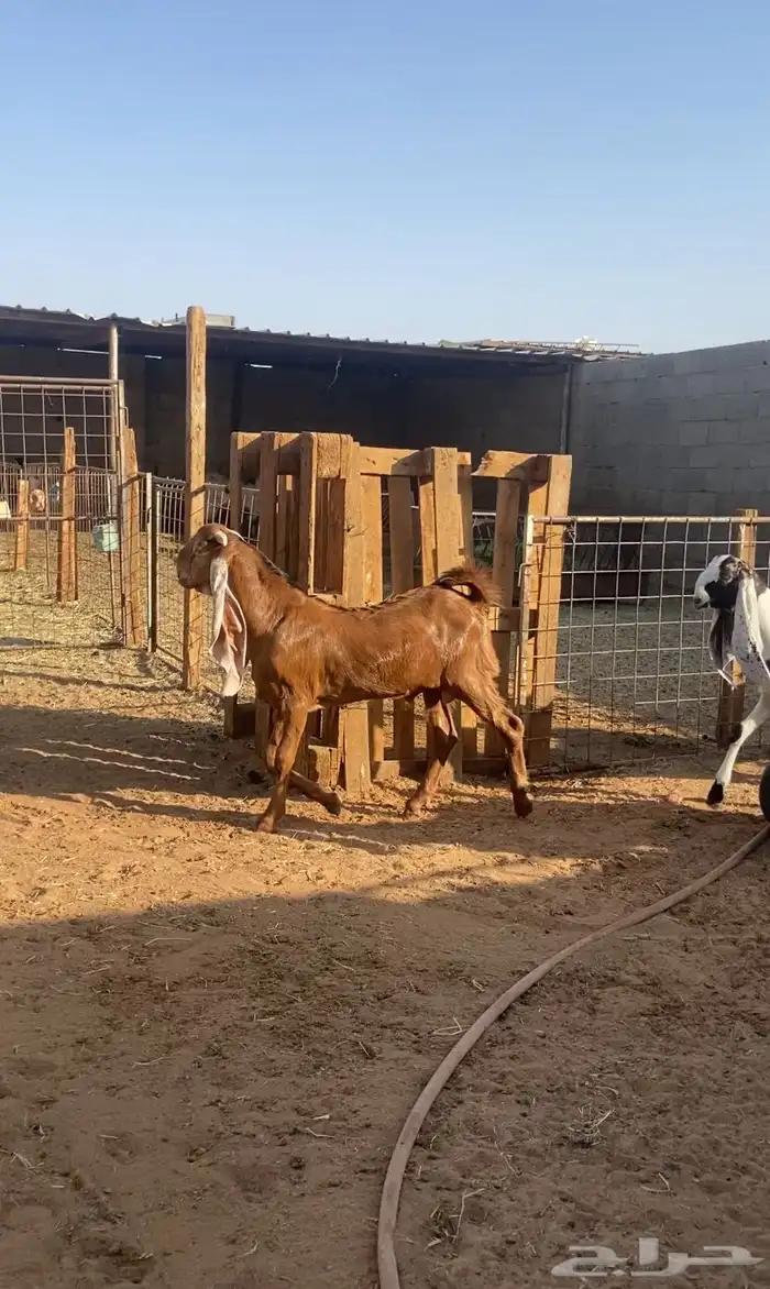 جفار وتيس مقنوي صنف وجروم 5