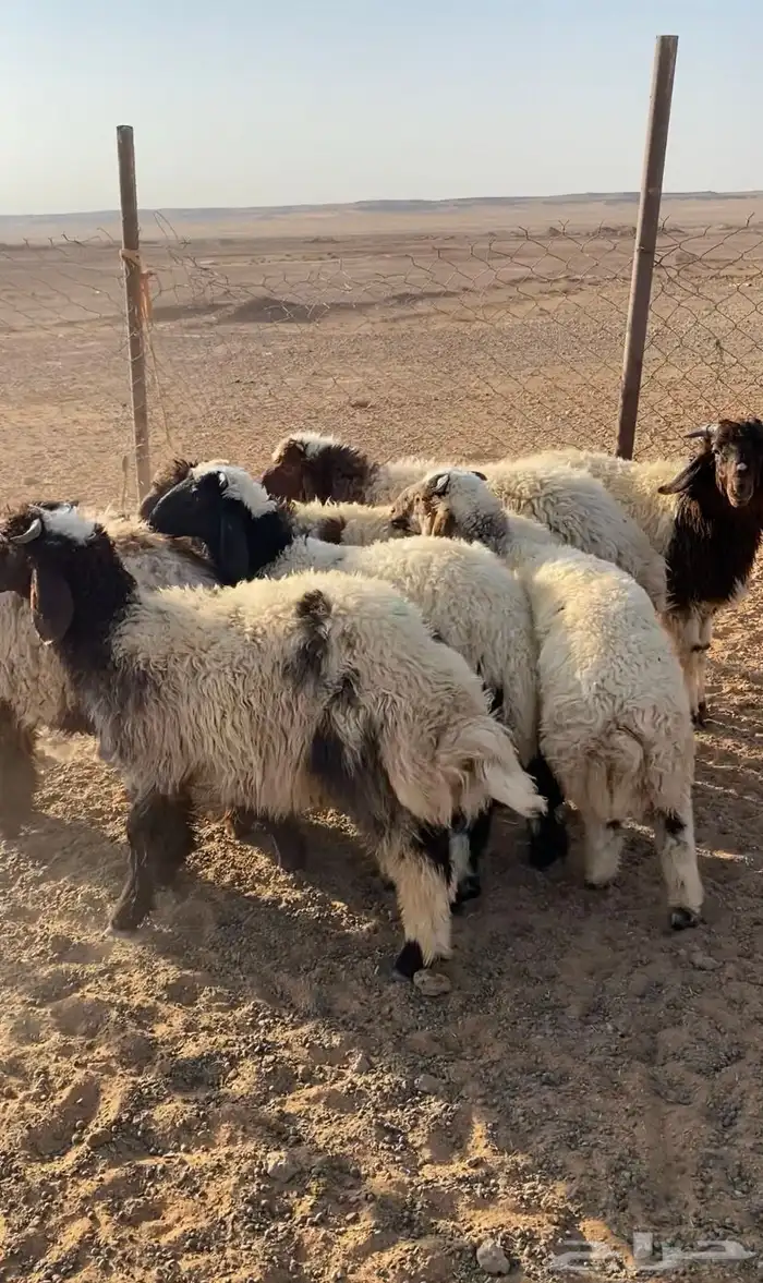 خرفان نعيم ومشروكات الموقع لينه 1