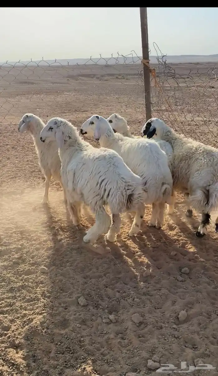 خرفان نعيم ومشروكات الموقع لينه 5