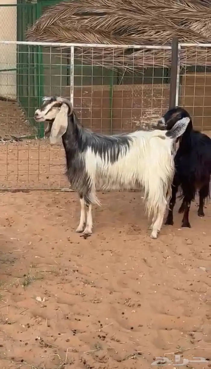 عنز عارضيه مصريه صنف فاخره 0