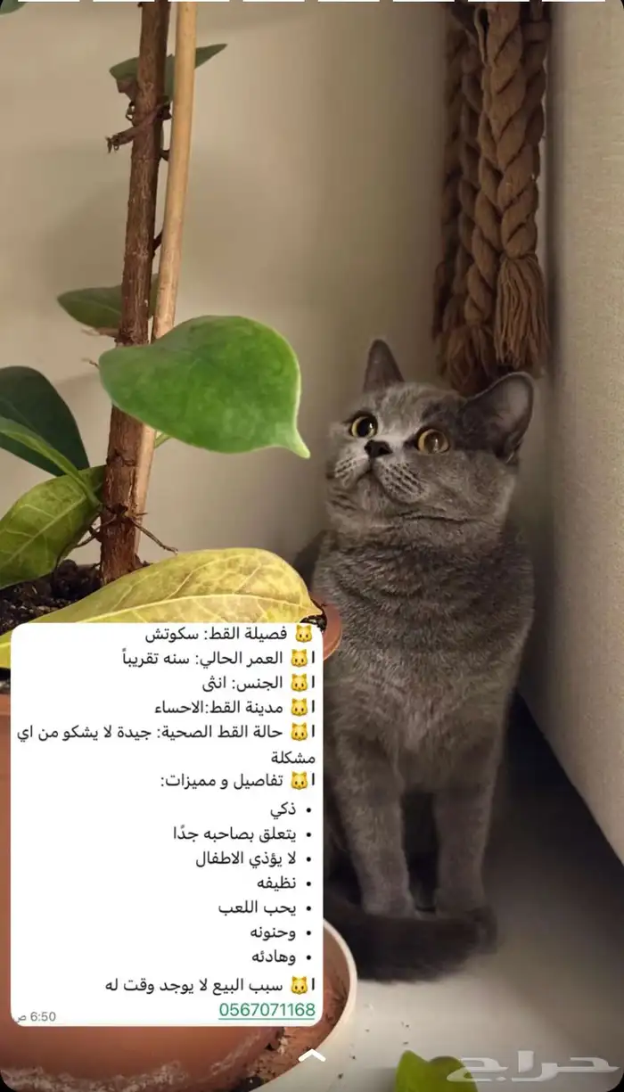 قطط 0