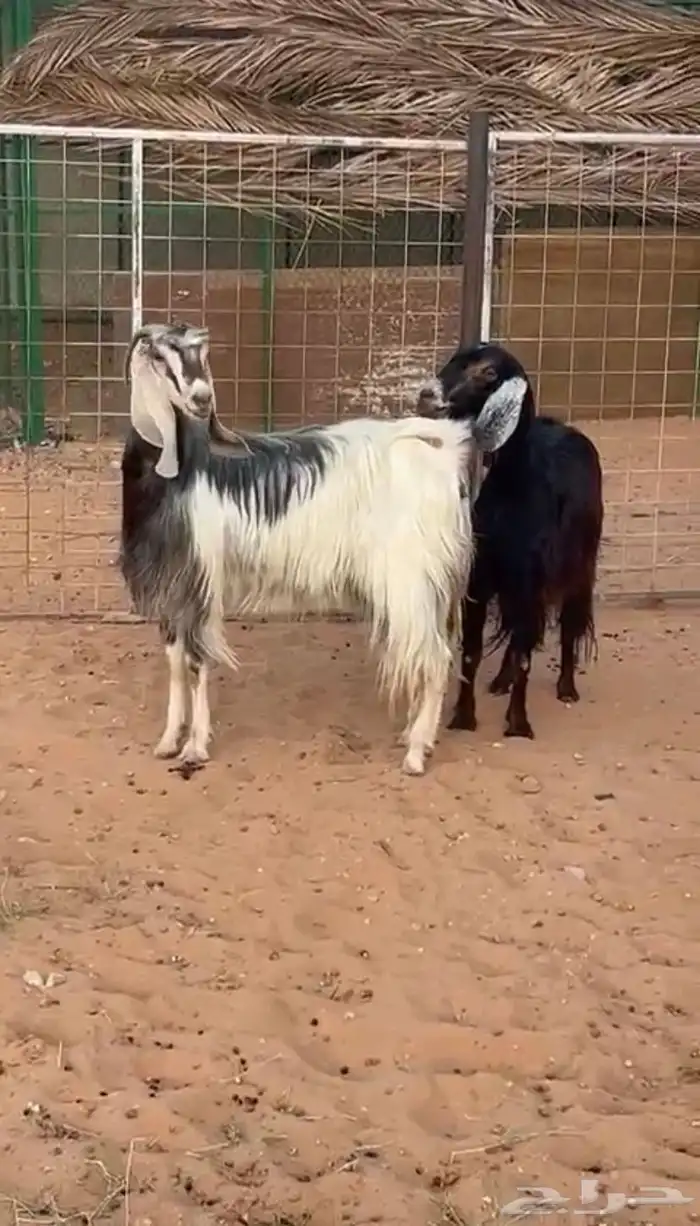 معزا دفيع للبيع 3