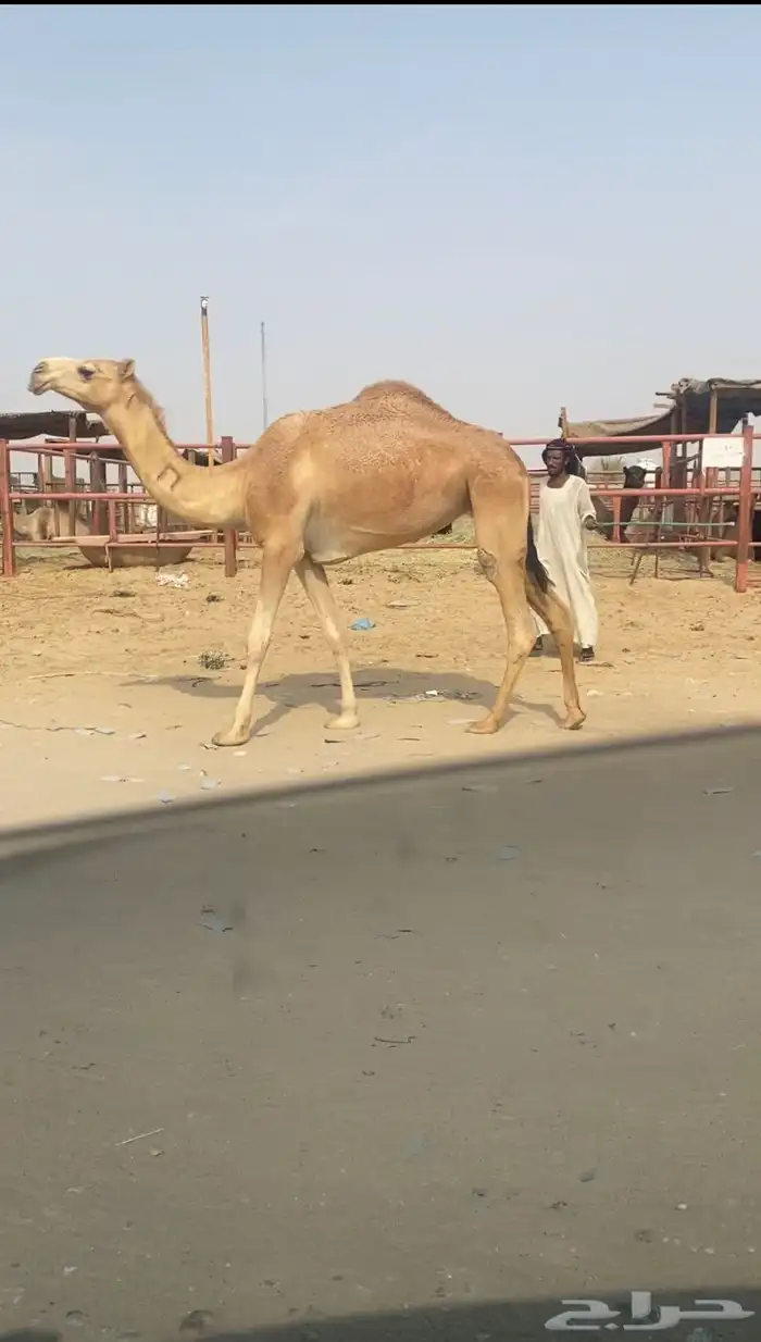 لقحه وبكره 2