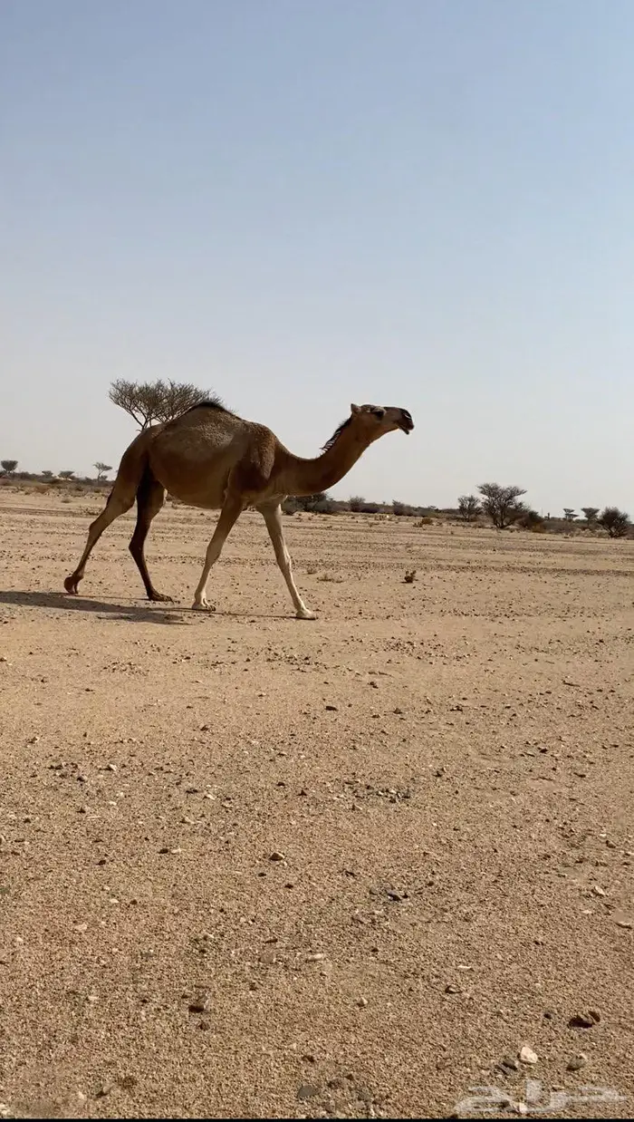 بكره لقحه 0