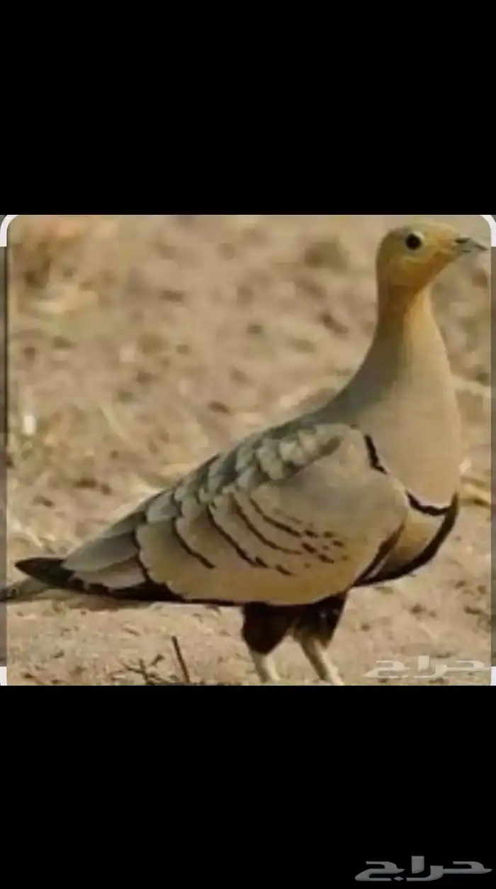 قطاء نغاق 0
