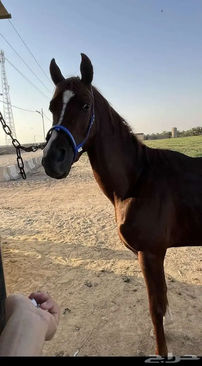 للبيع مهر شعبي 4